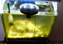 Algae In Fish Tank Removal