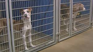 Where our puppies come from. Illinois Bill Will Stop Pet Stores From Selling Puppy Mill Dogs Wqad Com