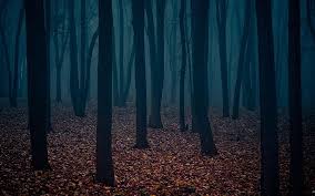 dark forest high resolution background