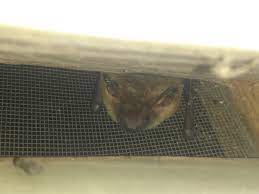 bat removal cost wildlife company llc