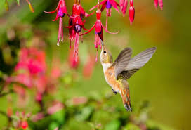 How To Design A Hummingbird Garden