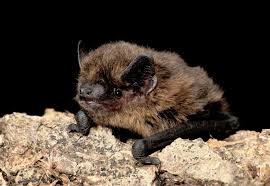 monitoring british bats can help