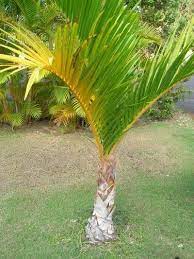 Spindle Palm Plants Learn About