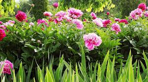 A Guide To Growing Prolific Peonies