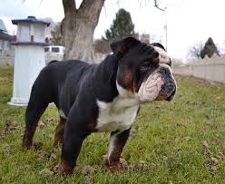 Please read our old tyme bulldog breed buying advice page first, or try our useful dog breed selector to find the perfect dog breed. Old English Bulldog Puppies Breeder Of Old English Bulldogge Puppies