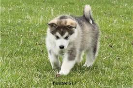 Search by desired gender, age, and more at puppyspot.com. Alaskan Malamute Puppies For Sale From Medford Ashland Oregon Breeders
