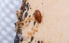 Just what exactly is a bed bug?