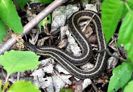fear that garter snake