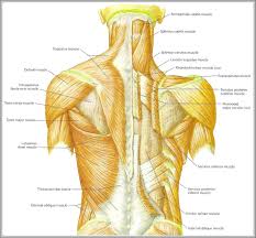 Muscles Of The Back Diagram Anatomy System Human Body