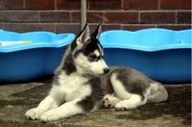 miniature husky