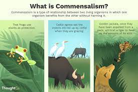 Lemurs, monkeys, apes volume 4 world of animals: Commensalism Definition Examples And Relationships