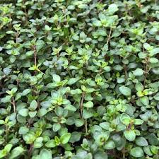 thyme magic carpet from swift greenhouses