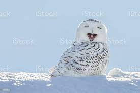 Snowy Owl Yawning Smiling In Snow Stock Photo - Download Image Now - Animal, Owl, Winter - iStock
