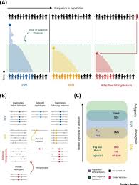 the genomics of human local adaptation