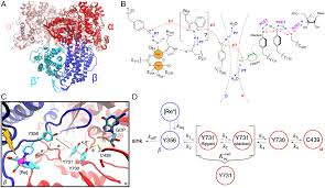 PNAS