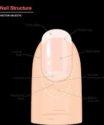 horizontal ridges in nails faq tips