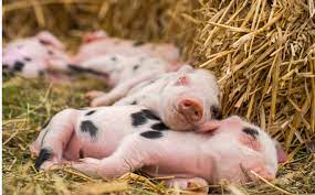 native british pig breeds and how to