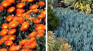 Plants That Cope With Harsh Western Sun