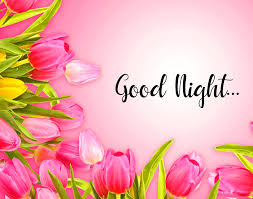 33 pink rose flower good night images