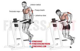 tricep dip exercise guides and videos