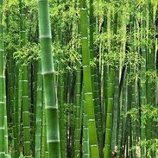 bamboo bamboo uses and benefits
