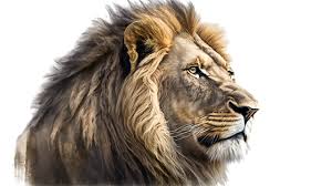 lion png vector psd and clipart with