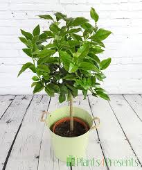 Bergamot Tree Grow Your Own Fragrant