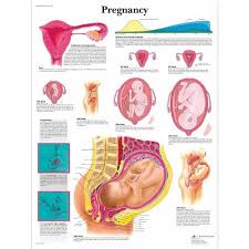 Pregnancy Chart Awesome Things Pregnancy Chart