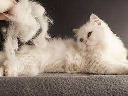Cat Shedding When Should You Worry
