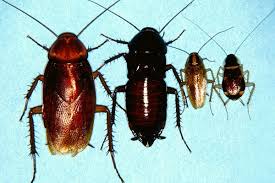 In fact, water bugs are known as a species of cockroach, commonly called black beetles or oriental cockroaches. How To Get Rid Of Oriental Roaches Oriental Cockroach Control