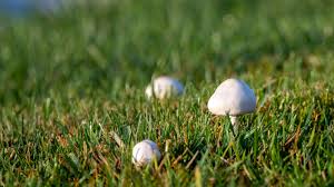 getting rid of mushrooms on the lawn