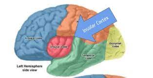 insular cortex summary location