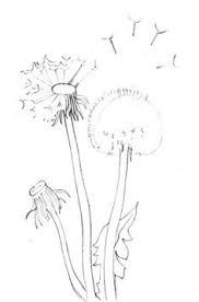 Image result for dandelion fluff drawing