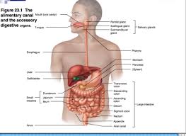 lecture 12 digestive system flashcards