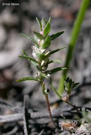 Polygonum polygaloides Calflora