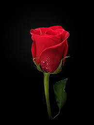 single rose on black background with