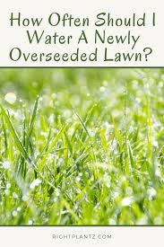 How to tell if you've watered enough How Often Should I Water A Newly Overseeded Lawn I Rightplantz Com Summer Drought Lawn Overseeding