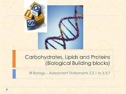 carbohydrates lipids and proteins