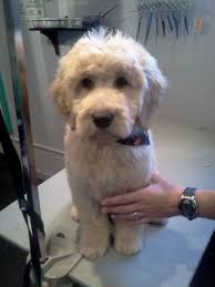The teddy bear cut is for the owners who are looking for a low maintenance haircut. 13 Goldendoodle Haircuts Ideas Goldendoodle Haircuts Goldendoodle Goldendoodle Grooming