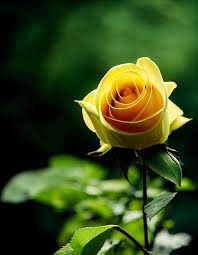 single beautiful yellow rose 3d ilrated