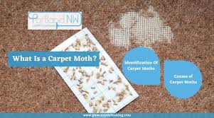 what is a carpet moth portland nw