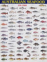 65 Genuine Tasmanian Fish Species Chart