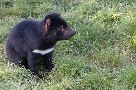They can exert a force of 553 n (56.4 kgf) which is enough to crush any bone. What Is The Tasmanian Devil Answered Twinkl Teaching Wiki
