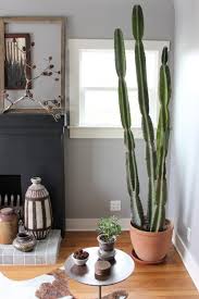 Cactus Indoor Cactus Plants Indoor
