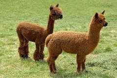 What is the lifespan of an alpaca?
