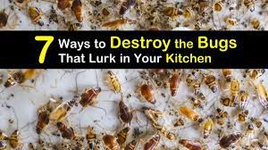 bugs that lurk in your kitchen