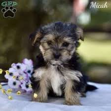 morkie puppies yorktese