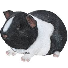 Smooth Haired Baby Guinea Pig Black And