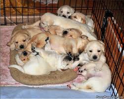 Brining joy to chronically and terminally ill children. Pile Of Puppies Funnypuppysite Com