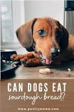 can-dogs-eat-a-little-bit-of-sourdough-bread